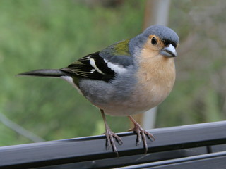 Madeiran chaffinch in Madeira
