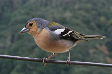 Madeiran chaffinch in Madeira
