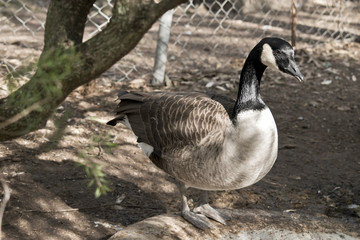 a Canadian goose