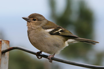 Common Chaffinch in Madeira
