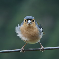 Madeiran chaffinch in Madeira
