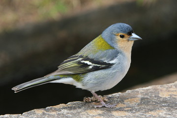 Madeiran chaffinch in Madeira
