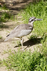 beach stone curlew