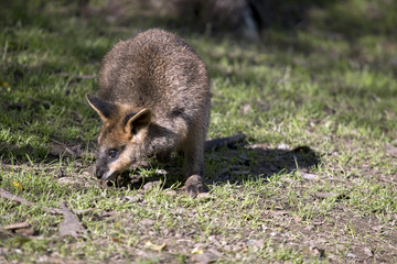 a swamp wallaby joey