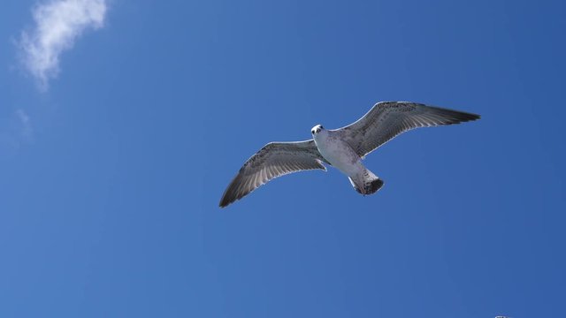 Sea gull flying in blue sky by ferryboat deck - summer leisure travel in Greece Thassos