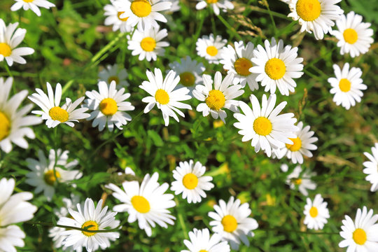 Floral background. Blooming white daisies on a green field in a sunny summer day. © Светлана Евграфова