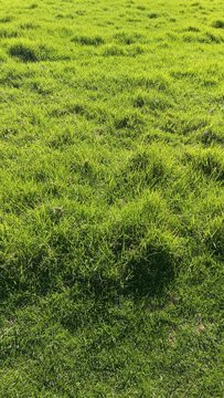 new zealand spring grass