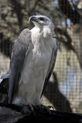 a sea eagle