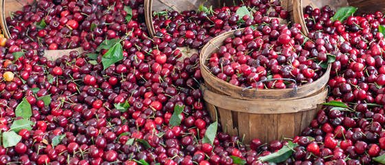 Yummy cherry berries piled on a table decorated with a basket on a farmers market