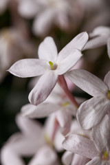 Macro of a cluster of jasmine flowers, blooming in spring, on a blurred background. Species: Jasminum polyanthum.