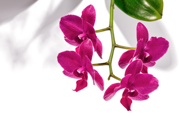 Purple Phalaenopsis orchids, also known as moth orchids, casting shadows on a white background.