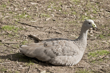 cape barren goose