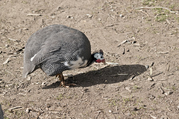 Helmeted guinea fowl.