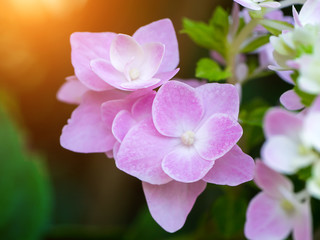 Close up Hydrengea flower.