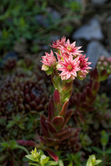 Obraz premium inflorescence of pink sempervivum tectorum in spring