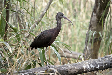 a glossy ibis