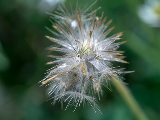 Close up of Tridax procumbens flower.