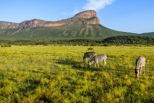 A beautiful view in South Africa with zebras and a mountain range. Entabeni waterberg.