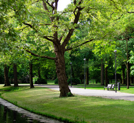 park and trees