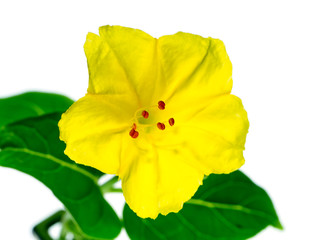 Yellow flower of Mirabilis jalapa plant