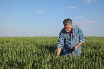 Naklejka na ściany i meble Farmer or agronomist inspecting quality of wheat in early spring using tablet
