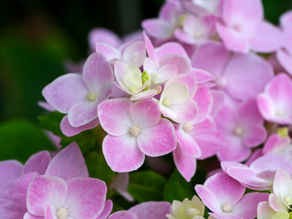 Fototapeta na wymiar Close up Hydrengea flower.