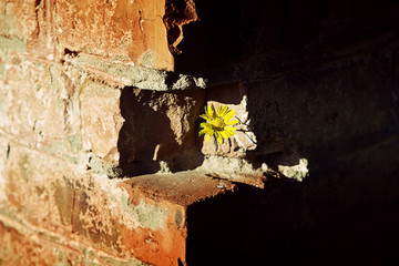 Yellow flower on the corner of the wall
