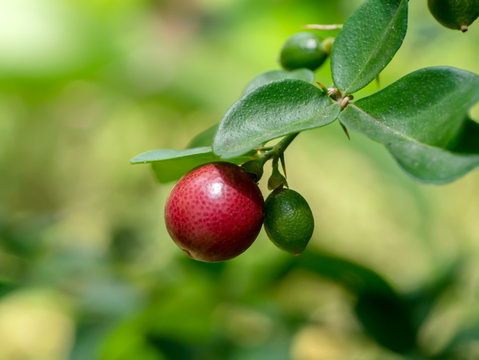 Fruit of Lime Berry on tree.