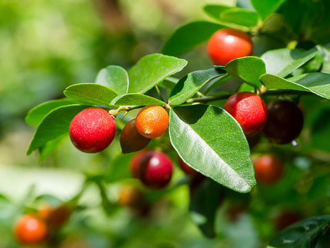 Fruit of Lime Berry on tree.