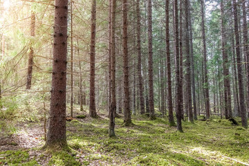 Naklejka premium Sunshine in a green mossy forest in the spring. Sweden.