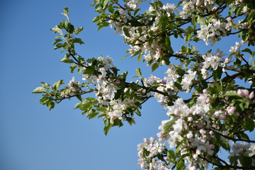 Blossom apple tree