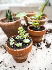 Propagating a crassula marnieriana succulent or jade necklace plant from cuttings in a small terracotta pot