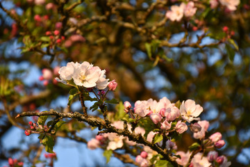 Beautiful apple tree blossom