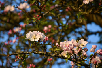 Apple tree flowers