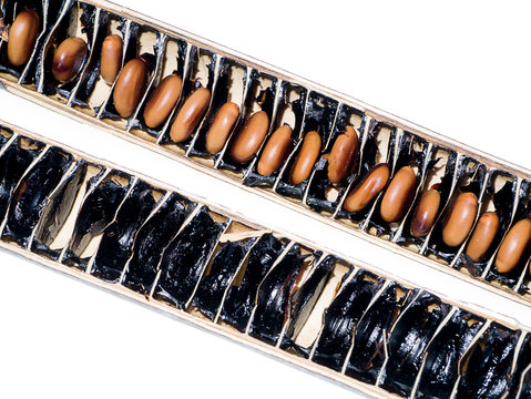 Cassia fistula seed