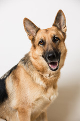 german shepherd