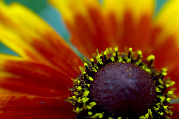 花の花粉　ルドベキア