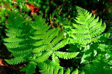 Beautyful ferns leaves green foliage natural floral fern background in sunlight.