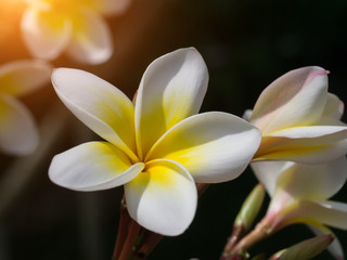 Close up of Frangipani flower