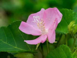 Close up of Pink Dombeya flower
