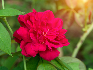 Dark pink of Damask Rose flower.