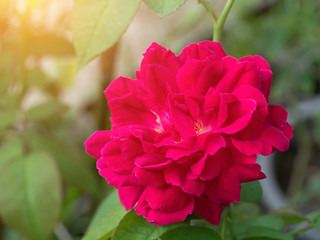 Dark pink of Damask Rose flower.