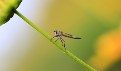 A solitary robber fly, on a branch of grass