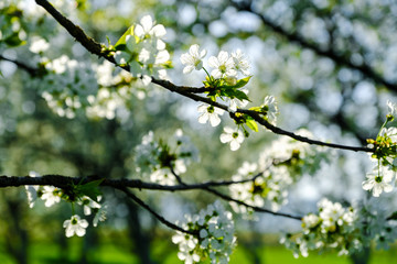 cherry orchard at full bloom