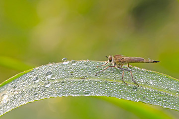 A solitary robber fly, on a branch of grass