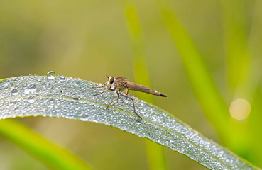 A solitary robber fly, on a branch of grass