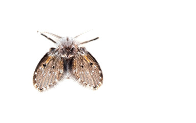 Macro Photo of Moth Fly Isolated on White Background with Space