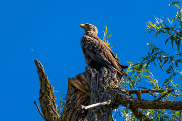 White tailed eagle (Haliaeetus albicilla), the biggest eagle in the Danube Delta
