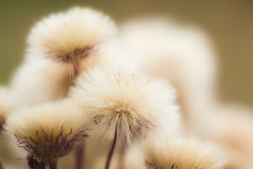 fluffy plant seeds