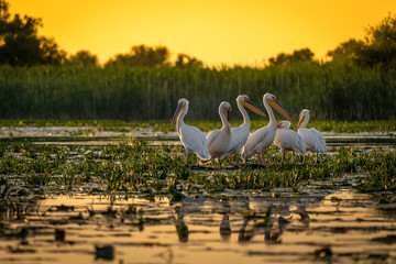 Pelicans at sunset in Danube Delta, Romania